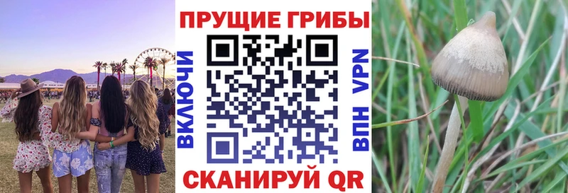 Псилоцибиновые грибы Psilocybine cubensis  что такое   Медынь 